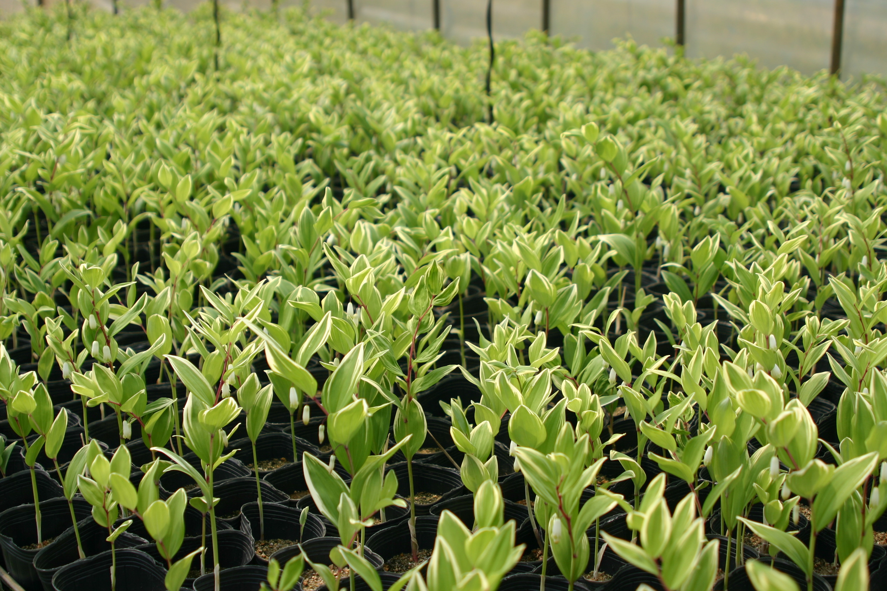 Polygonatum odoratum var. pluriflorum 'Variegatum'